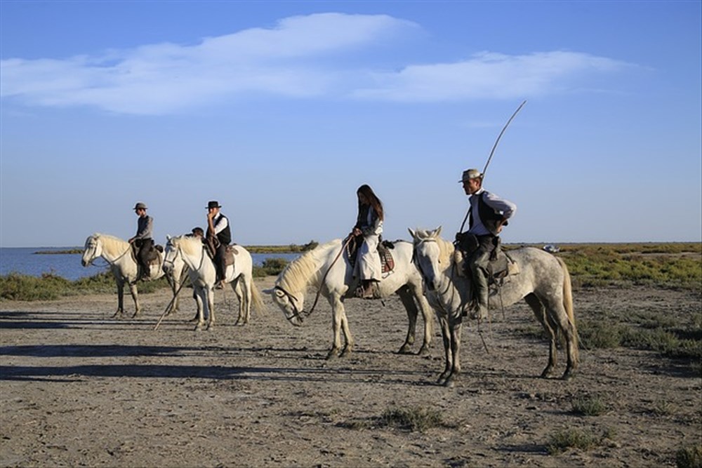 Promenade Équestre en Camargue : Bien-être et Sérénité